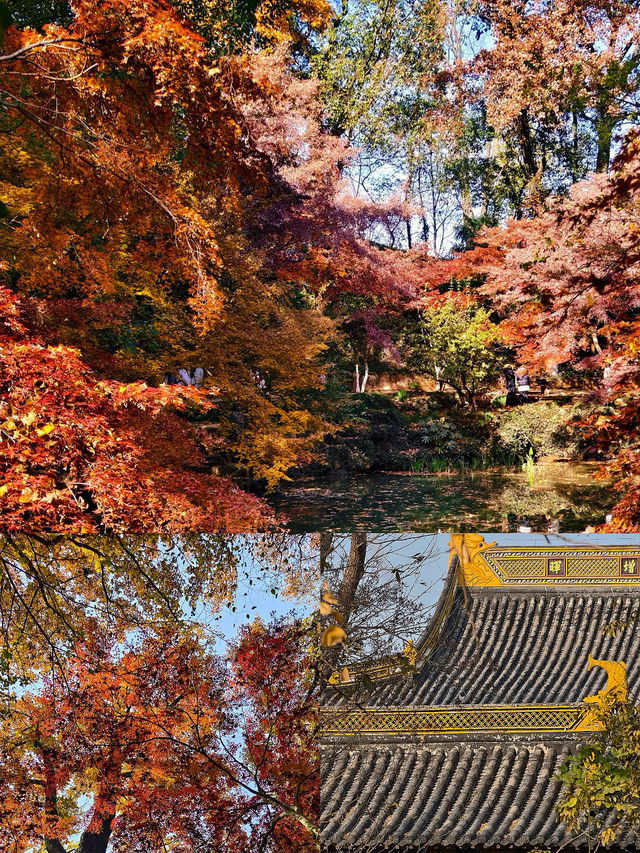 常熟已回，真不建議12月去，太香了