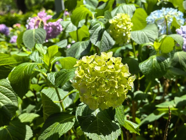 五月必刷南京繡球公園花開成海 美到犯規 五月必刷南京繡球公園花開成海 美到犯規