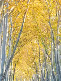 南京2天1晚 丨超詳細賞秋寶藏路線