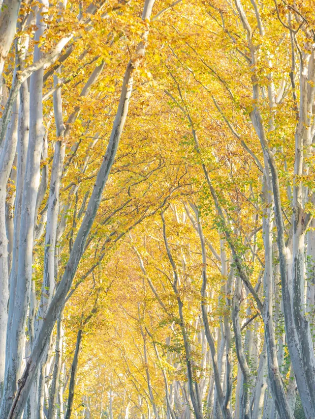 南京2天1晚 丨超詳細賞秋寶藏路線