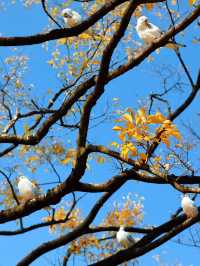 冬日限定！昆明翠湖與紅嘴鷗的浪漫邂逅