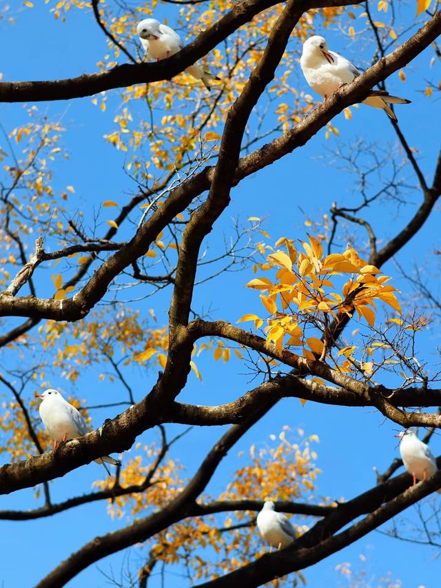 冬日限定！昆明翠湖與紅嘴鷗的浪漫邂逅