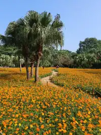 深圳羅湖市區浪漫黃色花海|東湖公園黃秋英