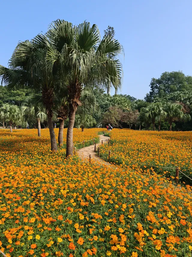深圳羅湖市區浪漫黃色花海|東湖公園黃秋英 深圳羅湖市區浪漫黃色花海|東湖公園黃秋英