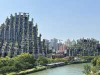 無懼秋老虎,打卡「千樹」之城,歷史的變遷,不定期更新