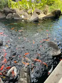 飛躍印度洋的第一站毛里求斯希爾頓