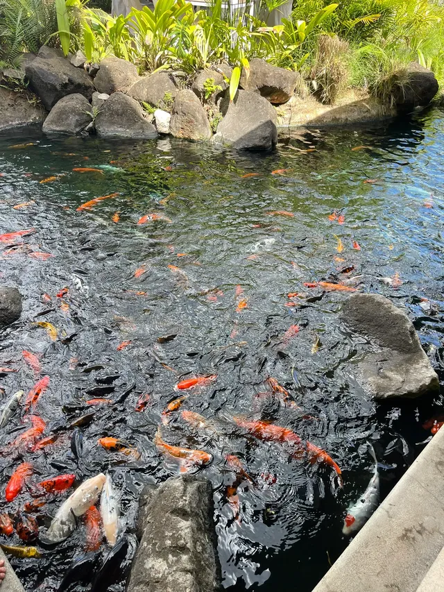 飛躍印度洋的第一站毛里求斯希爾頓