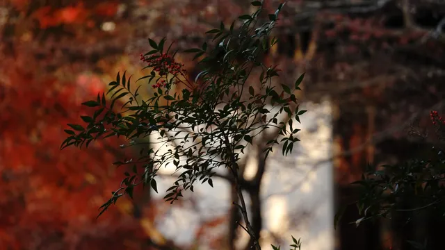 紅葉〡12.7古猗園的橙紅美景