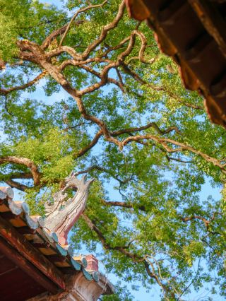 A foolproof guide to Gongcheng Citywalk! Includes combined tickets, transportation, and food!