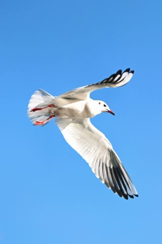 【畢節威寧草海冬日遊覽觀鳥攻略】