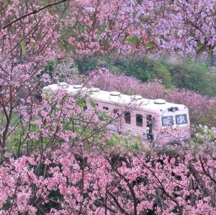 Huaying Road Landscape Park｜Amid Bougainvillea Clusters, Discover
