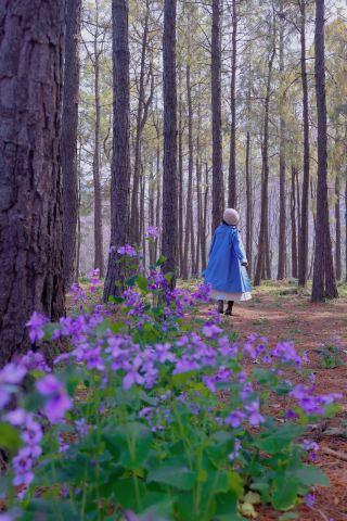 February Orchid and Beauty Plum Blossom Together: Shanghai's Free Parks Become the Top Spring Destinations