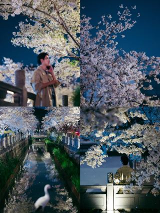 夜桜こそ春の最高峰！昆山北後街の絶美な桜並木