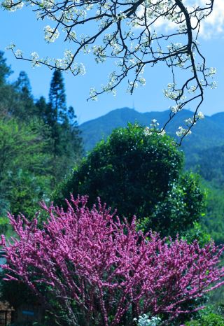 Not even continuous rainy days can stop this healing spring scenery in the mountains!