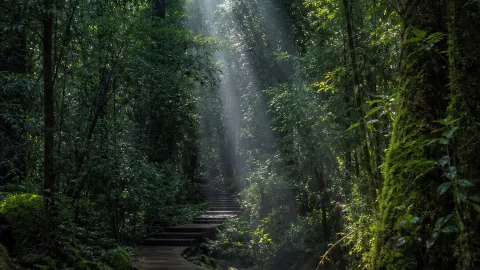 Take a walk through the forest of Dawei Mountain, where the 20°C breeze blows away all the summer heat — traveler post in Jinping