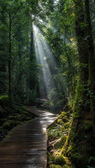 大圍山的林子裡走一趟，20℃的風把暑氣全吹跑了