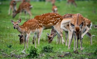 Shenzuo Village Deer Seeking～