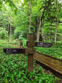 北海道｜以度假的方式，緩緩走過阿寒湖