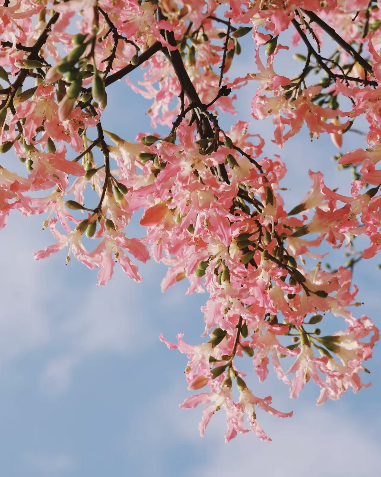 Enjoy flowers and history: A guide to Renhe
