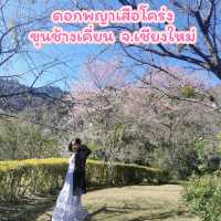 ดอกซากุระบานที่ขุนช้างเคี่ยน​ เชียงใหม่