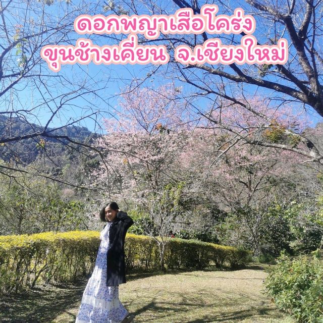 ดอกซากุระบานที่ขุนช้างเคี่ยน​ เชียงใหม่