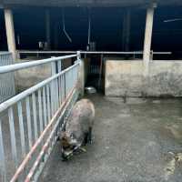 媲美動物園的台灣山豬城