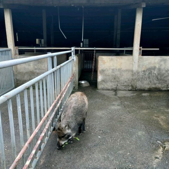 媲美動物園的台灣山豬城