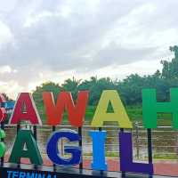 Green Grass of Paddy Field, Natural Beauty 