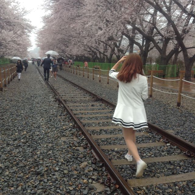 죽기전에 꼭 가봐야할 명소 / 진해 군항제 당일치기 💕💘