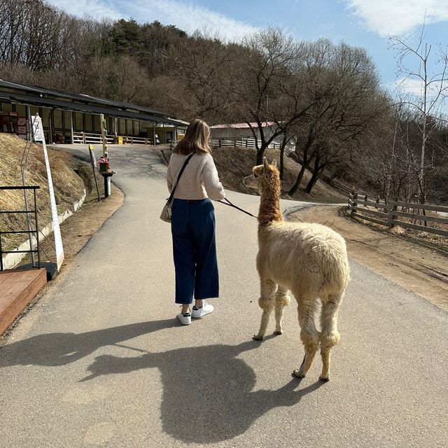 【 草泥馬牧場+南怡島+江村鐵路一天遊 】
