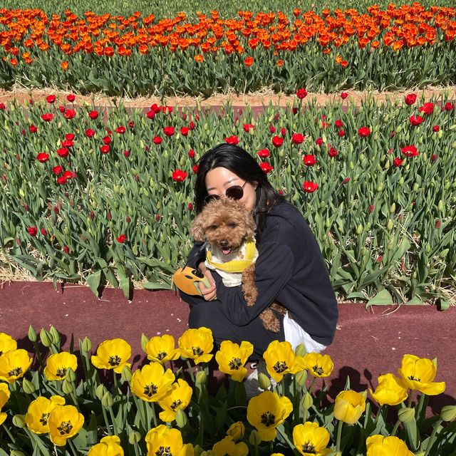 태안 세계튤립꽃박람회에서 봄꽃 놀이🌷