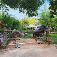 ชมหมู่บ้านชนบทไทย จำลอง