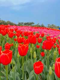 알록달록한 튤립이 가득🌷💞