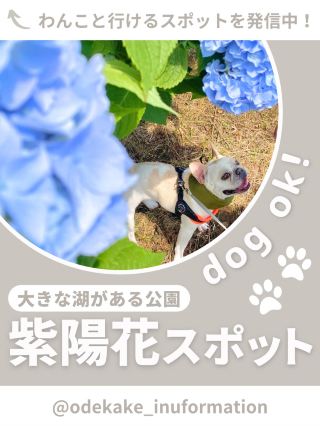 [Kanagawa, Miyagase] Hydrangea spot🐶🫧