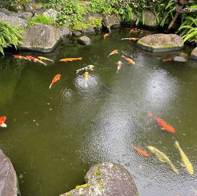 【 神奈川 / 鎌倉 】一回では見切れないほどの花の寺🌸