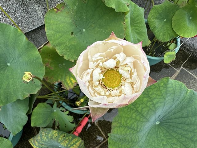 香港遊 | 大嶼山 | 寶蓮禪寺 | 香港荷花節 (上)