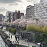 淺草、隅田公園🌸、晴空塔散策