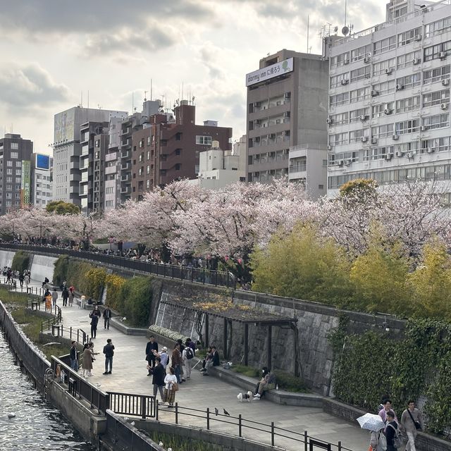淺草、隅田公園🌸、晴空塔散策