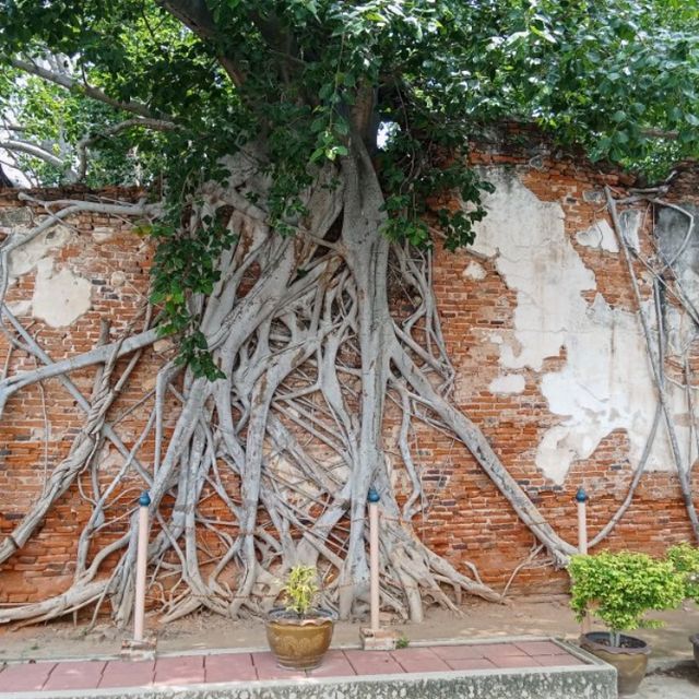 วัดสังกระต่าย วัดดังอ่างทอง
