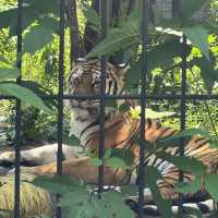 あさひやま動物園🐯