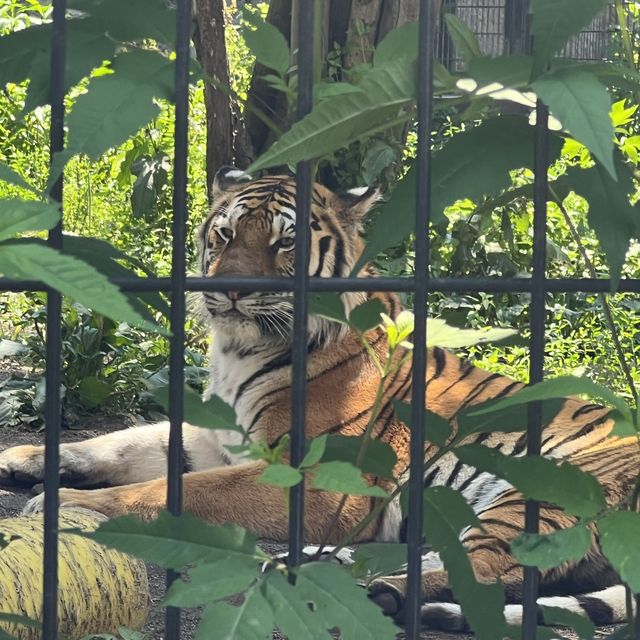 あさひやま動物園🐯