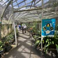 Butterfly Farm