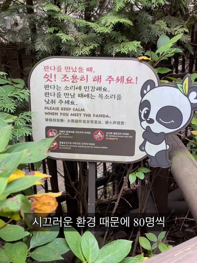 에버랜드 푸바오를 보기 위한 줄 클라스🐼 판다월드 입장 꿀팁