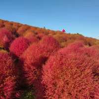 Kochia season and Apple picking 