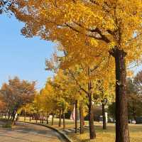 Free Park in Seoul during Autumn for 🍁🍂