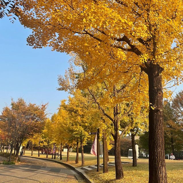 Free Park in Seoul during Autumn for 🍁🍂