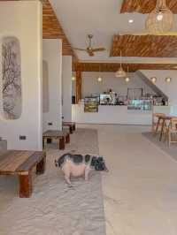 ถ่ายรูปเล่นกับน้องหมูขี้เกียจสุดน่ารักที่เกาะล้าน