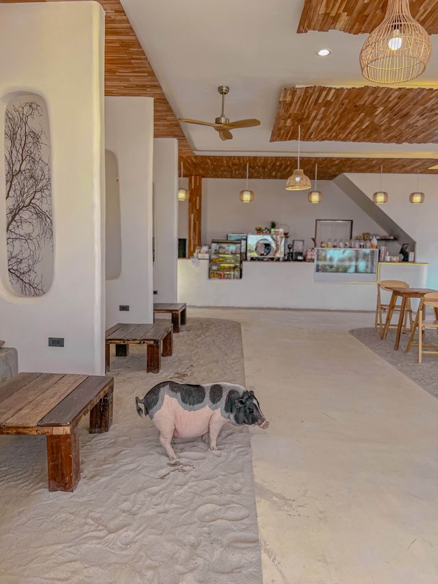 ถ่ายรูปเล่นกับน้องหมูขี้เกียจสุดน่ารักที่เกาะล้าน
