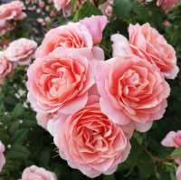 Nakanoshima Rose Garden