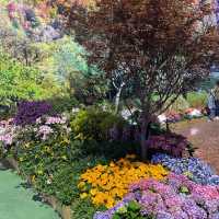 返嚟啦，返嚟啦，2023香港🌸🌹🌻花卉展覽